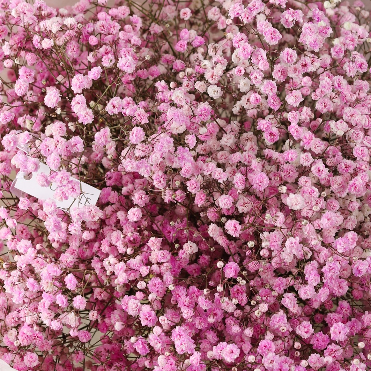 rozovaya gipsofila buket 785